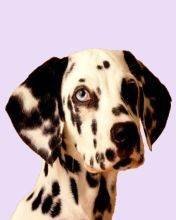 pic for Dalmatian dog
